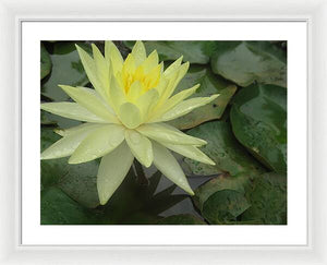 Yellow Water Lilly - Framed Print