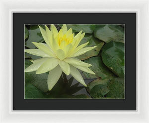 Yellow Water Lilly - Framed Print