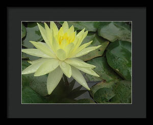 Yellow Water Lilly - Framed Print