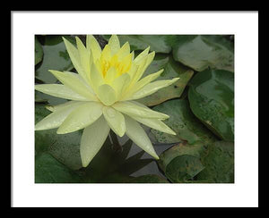 Yellow Water Lilly - Framed Print