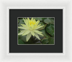 Yellow Water Lilly - Framed Print