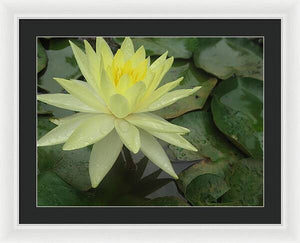 Yellow Water Lilly - Framed Print