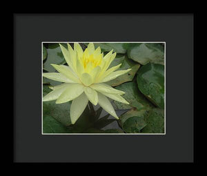 Yellow Water Lilly - Framed Print