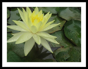 Yellow Water Lilly - Framed Print