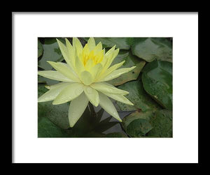 Yellow Water Lilly - Framed Print