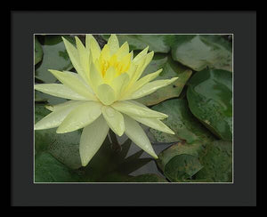 Yellow Water Lilly - Framed Print