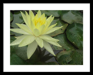 Yellow Water Lilly - Framed Print