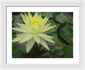 Yellow Water Lilly - Framed Print