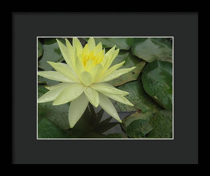 Yellow Water Lilly - Framed Print