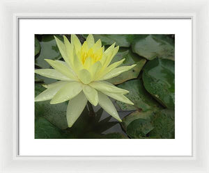 Yellow Water Lilly - Framed Print