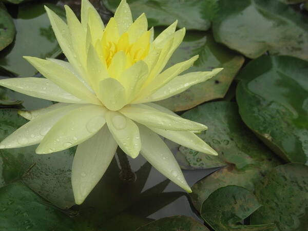 Yellow Water Lilly - Art Print