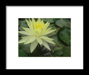 Yellow Water Lilly - Framed Print