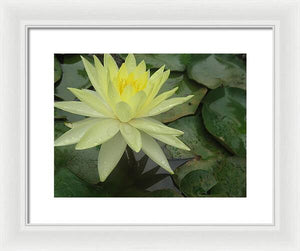 Yellow Water Lilly - Framed Print