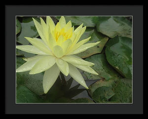 Yellow Water Lilly - Framed Print