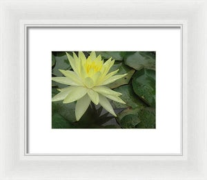 Yellow Water Lilly - Framed Print