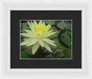 Yellow Water Lilly - Framed Print