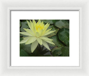 Yellow Water Lilly - Framed Print