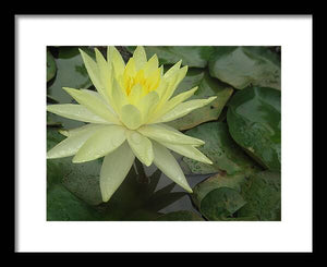 Yellow Water Lilly - Framed Print