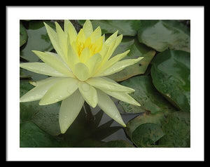 Yellow Water Lilly - Framed Print