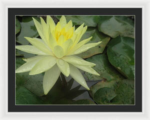 Yellow Water Lilly - Framed Print