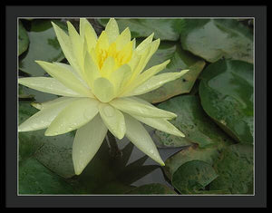 Yellow Water Lilly - Framed Print