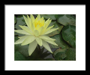 Yellow Water Lilly - Framed Print