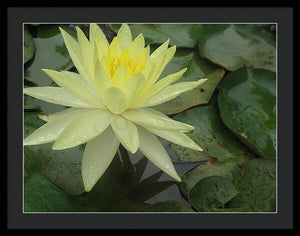 Yellow Water Lilly - Framed Print