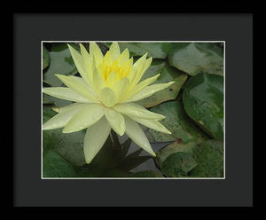 Yellow Water Lilly - Framed Print