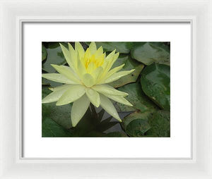 Yellow Water Lilly - Framed Print