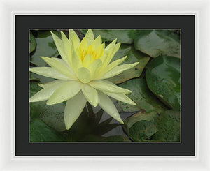 Yellow Water Lilly - Framed Print