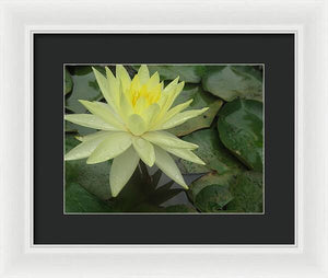 Yellow Water Lilly - Framed Print