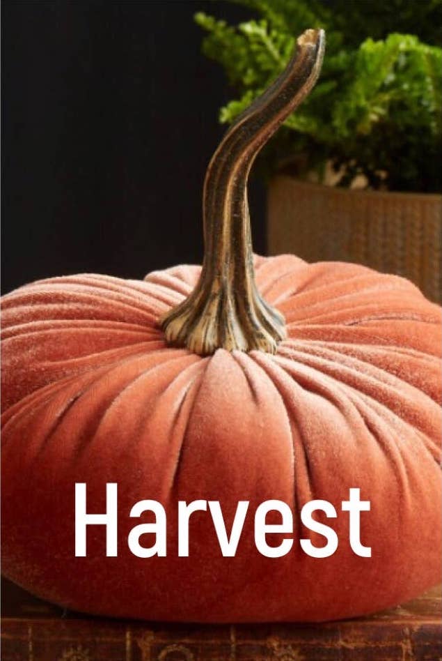 Large Velvet Pumpkin - HARVEST