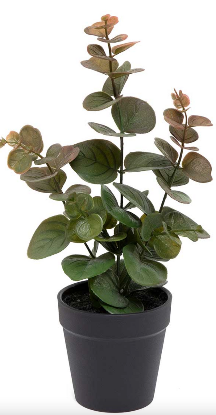 Eucalyptus in Black Pot