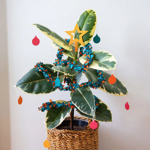 Plant Christmas Decorations Kit