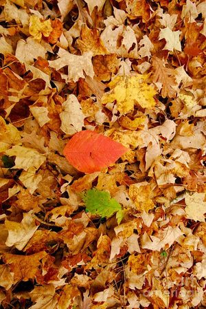 Carpet of Leaves - Photo Card
