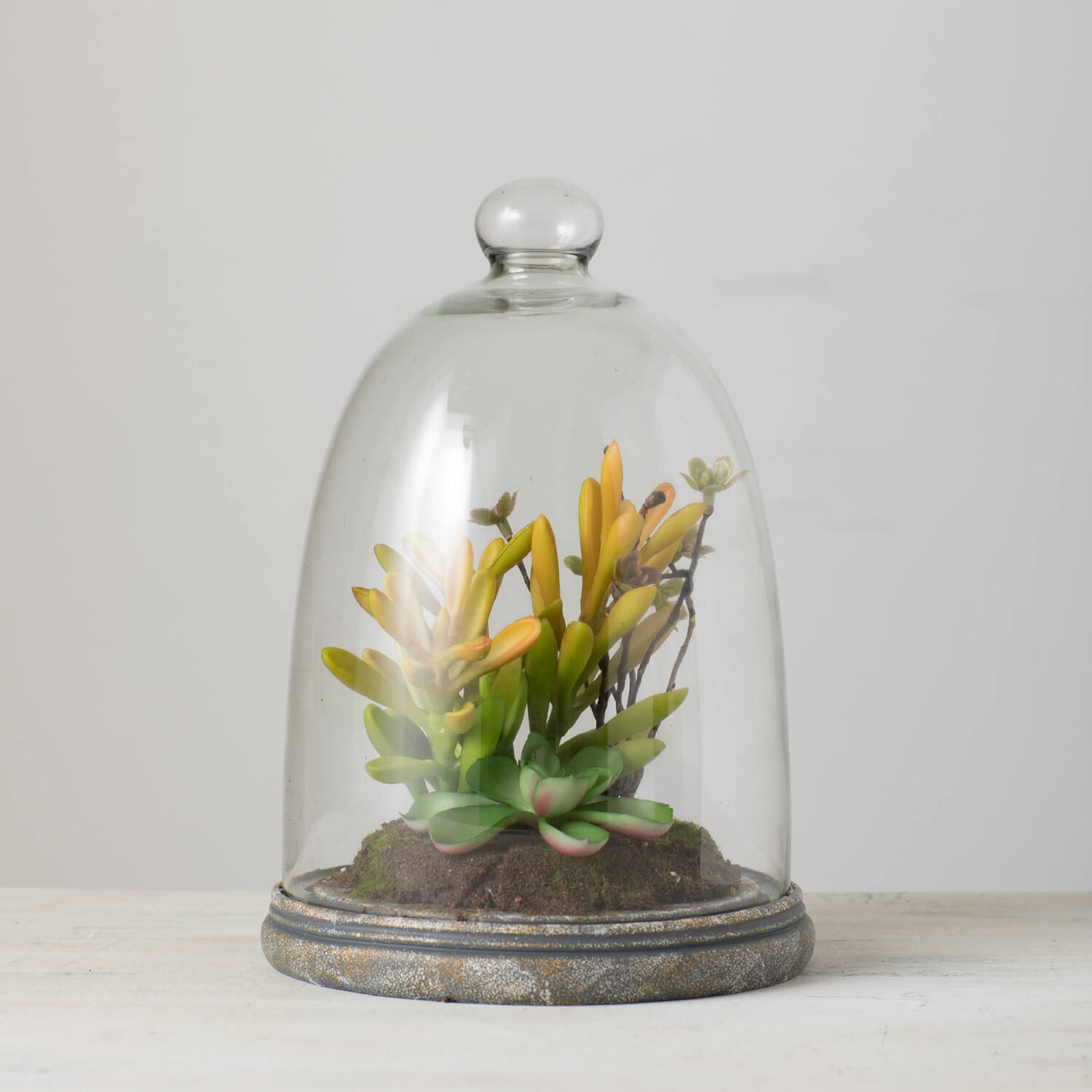 succulent dome Succulent in Glass Dome – City Boy Country Life
