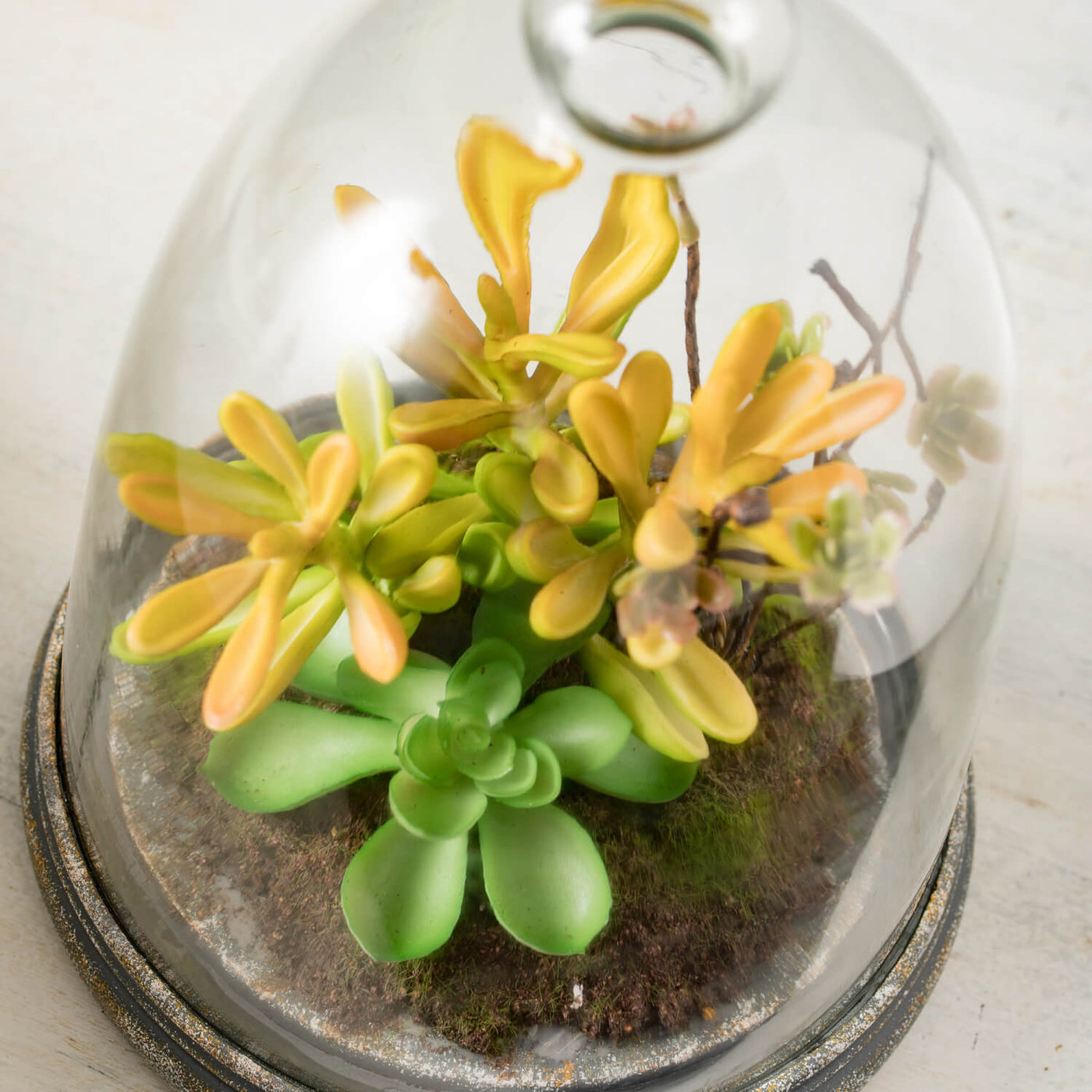 succulent dome Sullivans Succulent In Glass