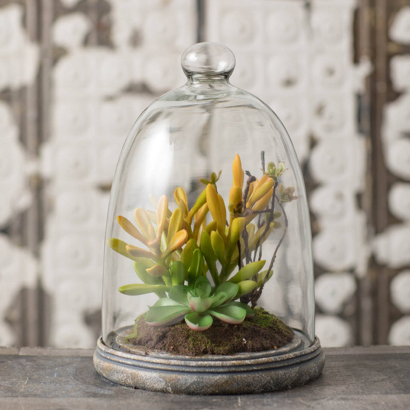 glass dome succulents Sullivans Succulent In Glass