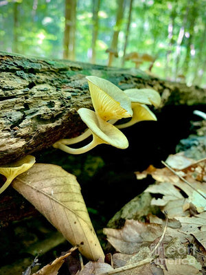 Lacy Mushroom - Photo Card