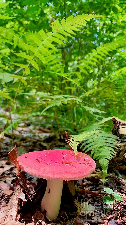 Red Mushroom - Photo Card