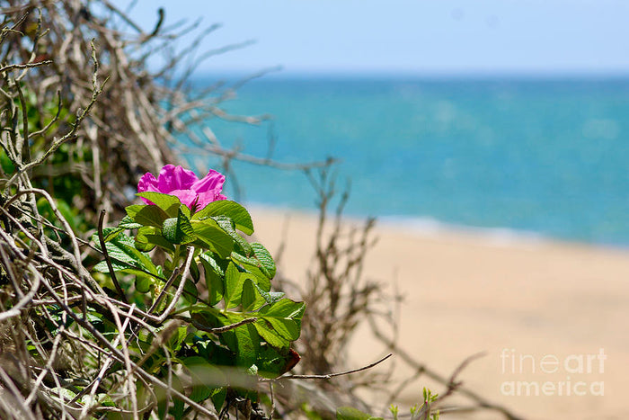Wild Rose Beach - Photo Card